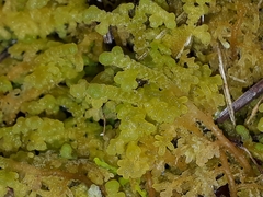 Trichocolea hatcheri