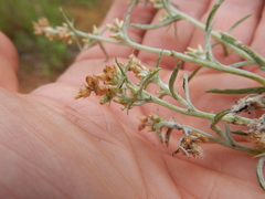 Gamochaeta falcata