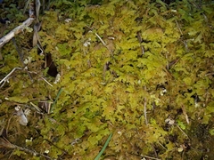 Trichocolea hatcheri