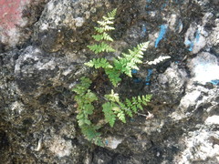 Myriopteris microphylla