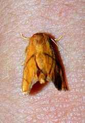 Apoda y-inversa