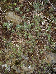 Polytrichadelphus magellanicus