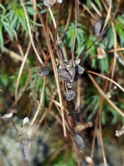 Polytrichadelphus magellanicus