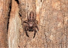 Opisthoncus parcedentatus