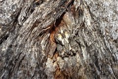 Stephanopis altifrons