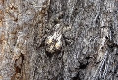 Stephanopis altifrons