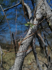 Ipomoea tenuipes