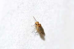 Hoplocampa