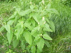 Persicaria