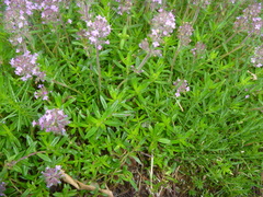 Thymus