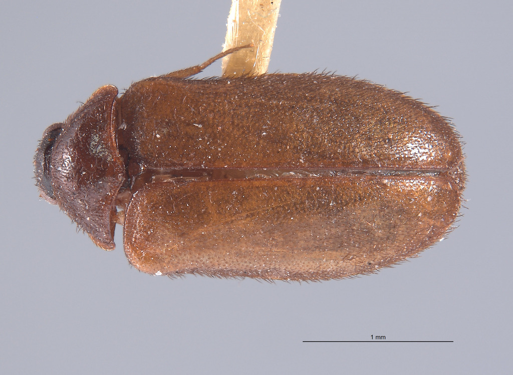 Ctesias dusmae