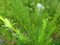 Galium