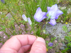 Campanula