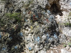 Myriopteris microphylla