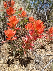 Castilleja chromosa