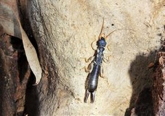 Cranopygia