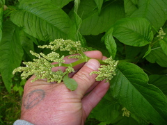 Persicaria