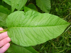 Persicaria
