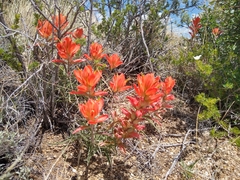 Castilleja chromosa