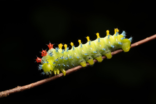 Cecropia moth