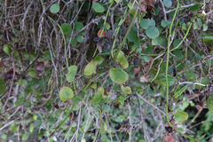 Scandia geniculata