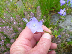 Campanula