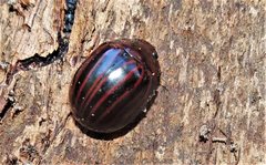 Paropsisterna octolineata