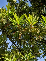 Elaeocarpus sylvestris