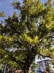 Elaeocarpus sylvestris