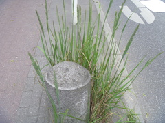 Poaceae
