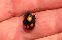 Paropsisterna sexpustulata