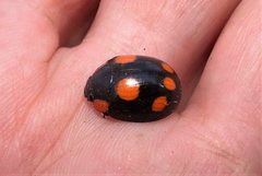 Paropsisterna sexpustulata