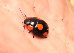 Paropsisterna sexpustulata