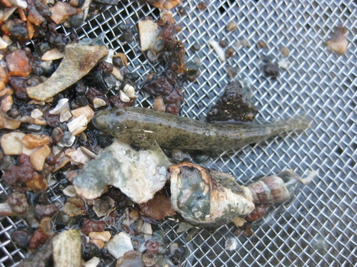 Favonigobius exquisitus