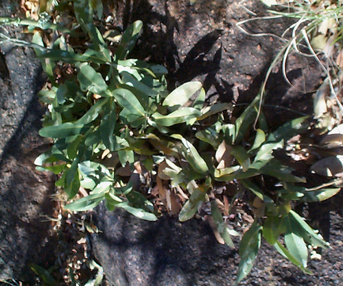 Dichapetalum cymosum image