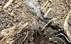 Lepidogryllus