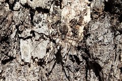 Tamopsis fickerti
