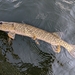 Northern Pike - Photo (c) qfc79, some rights reserved (CC BY), uploaded by qfc79