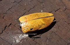 Temognatha goryi