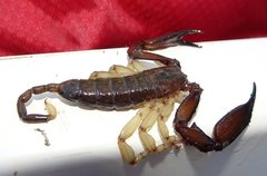 Hormurus