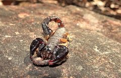 Urodacus manicatus