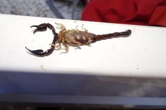 Urodacus manicatus
