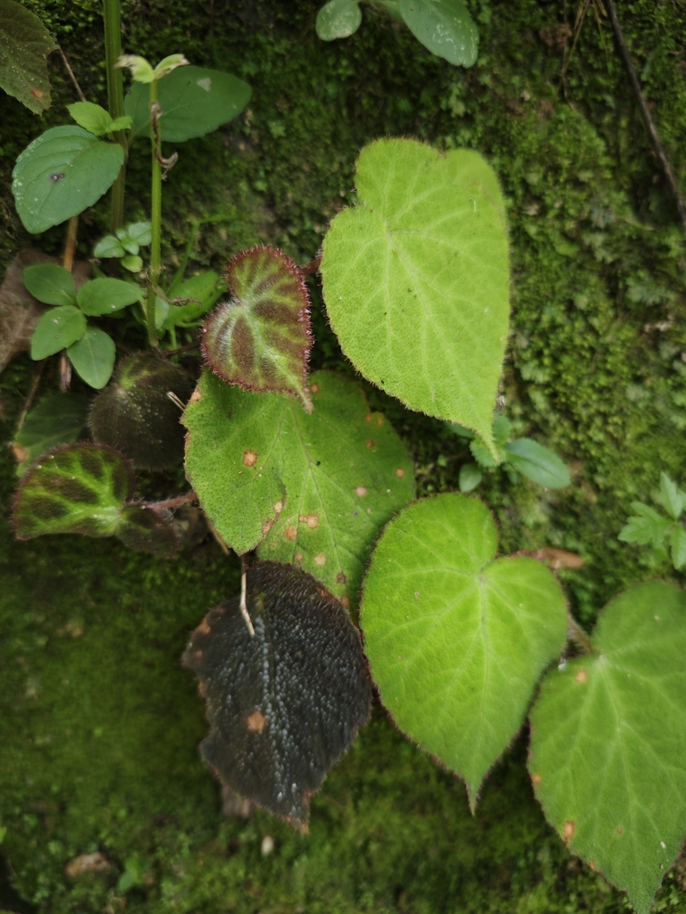 Begonia augustinei (Begonia augustinei)