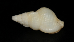 Cymatiella eburnea
