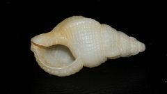 Cymatiella eburnea