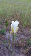 Calochortus venustus