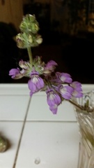 Collinsia