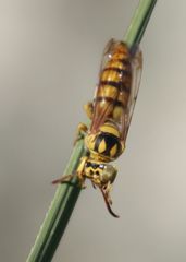 Stizus imperialis