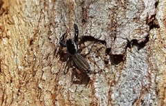 Holoplatys planissima