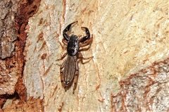 Holoplatys planissima